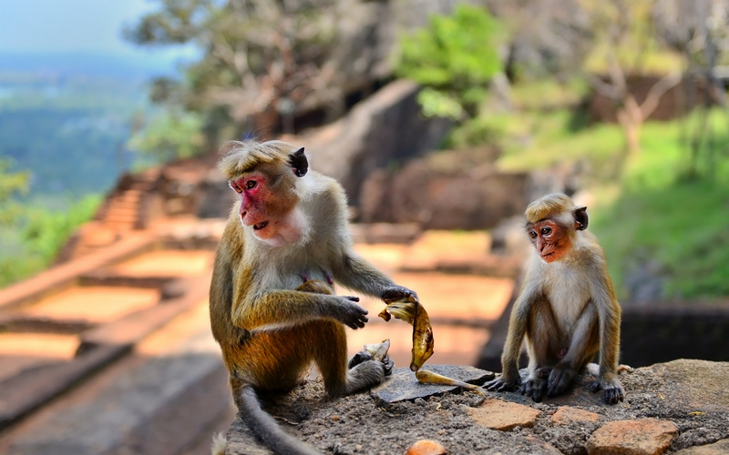 Małpy na Sri Lance